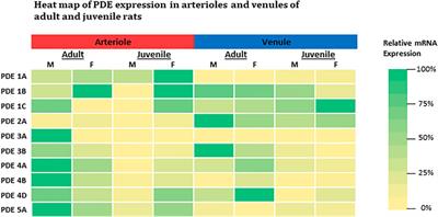 Microvascular Sex- and Age- Dependent Phosphodiesterase Expression